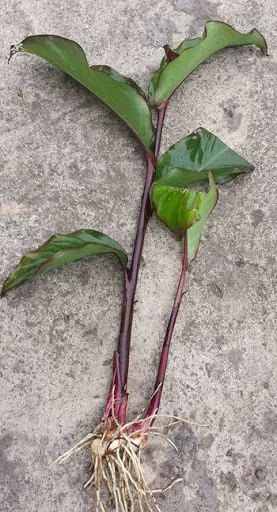 Cây Dong Riềng Đỏ khô (gói 1kg) GT079