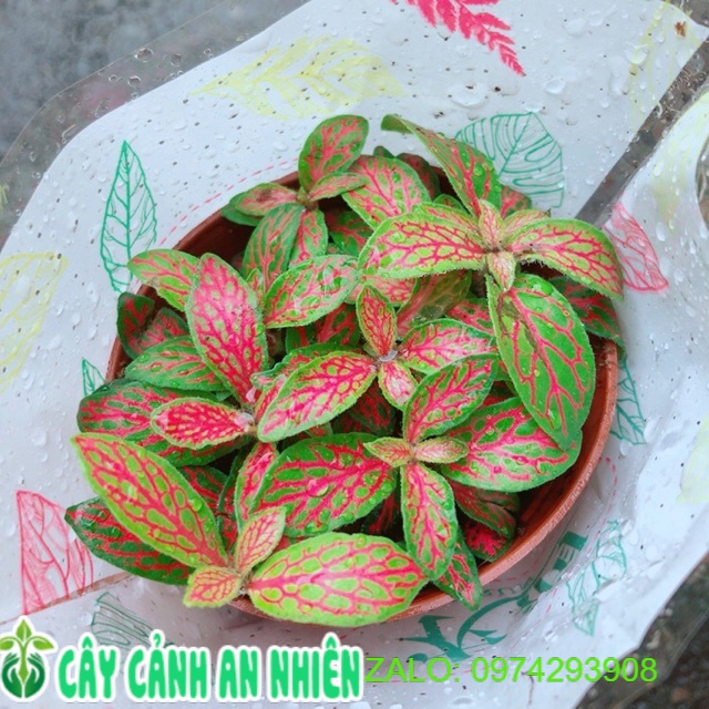 Cẩm nhung vàng đỏ