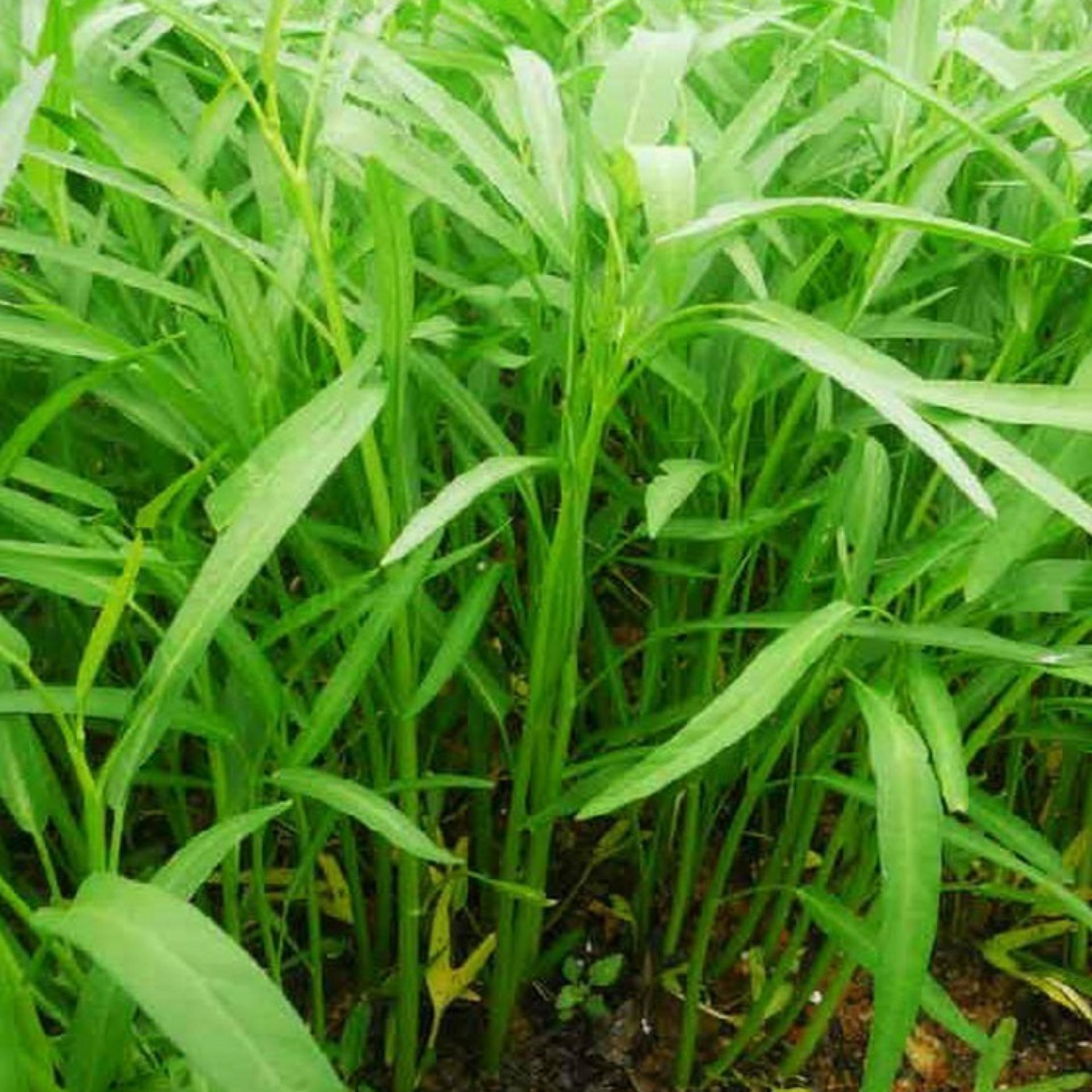 100g Hạt giống Rau muống lá tre
