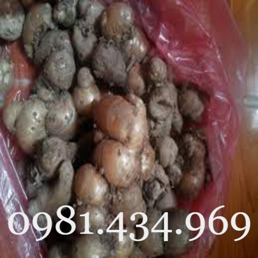 Củ Địa Liền (Thiền Liền, Xá Kén) 01KG Sạch Đẹp
