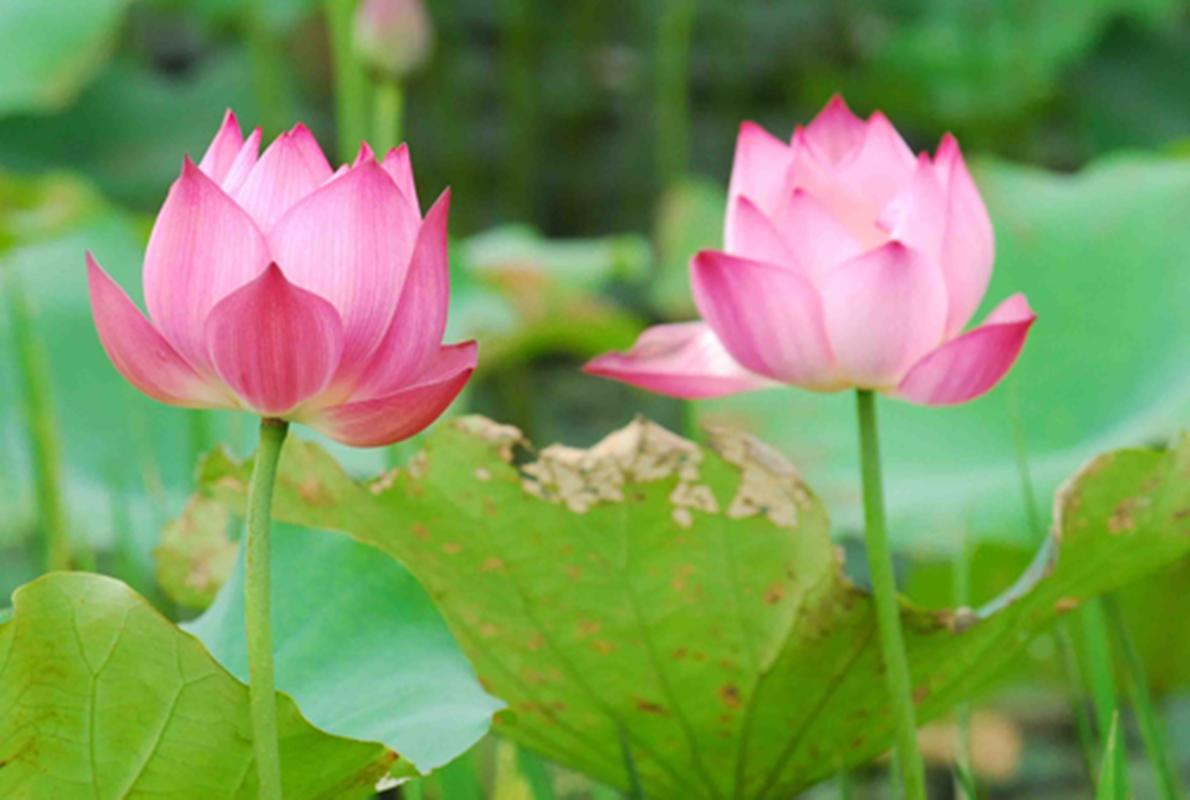 8 Hạt giống hoa Sen Ta (Hồ Tây)