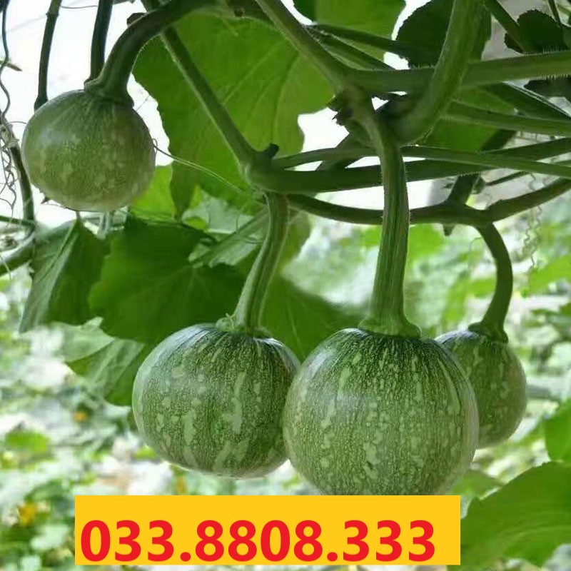 HẠT GIỐNG BÍ SIÊU QUẢ NON ( BÍ NỤ ) - GIỐNG TỐT