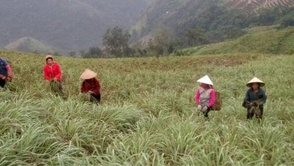 Tinh Dầu Sả Nguyên Chất