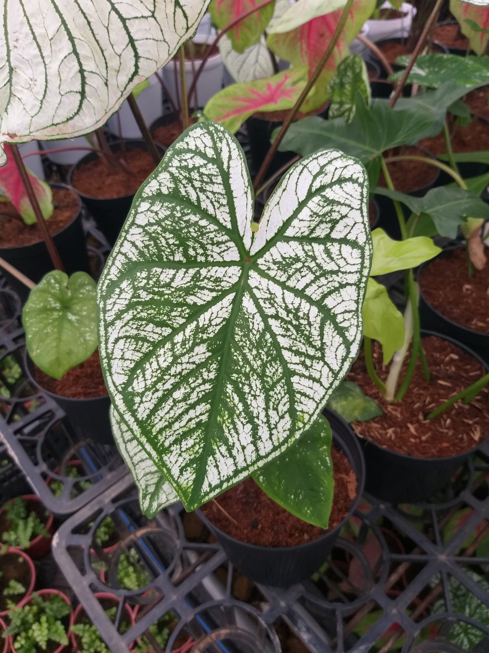 Môn Alocasia White chirstmas