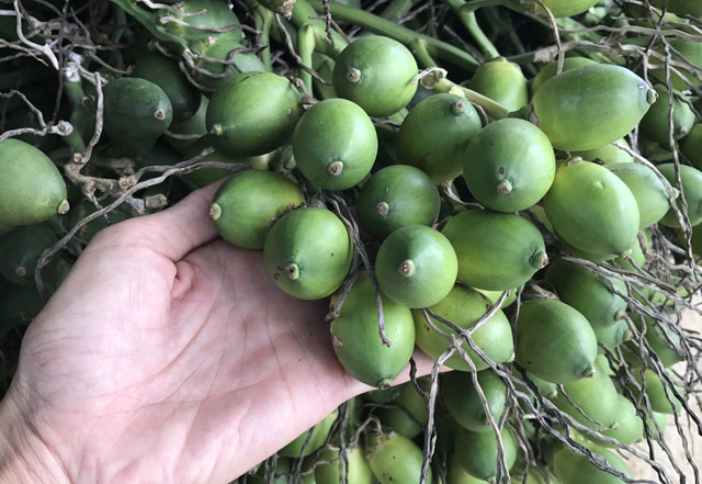100 gram lá trầu không tươi (loại trầu quế thơm, cay được ưa chuộng hơn)
