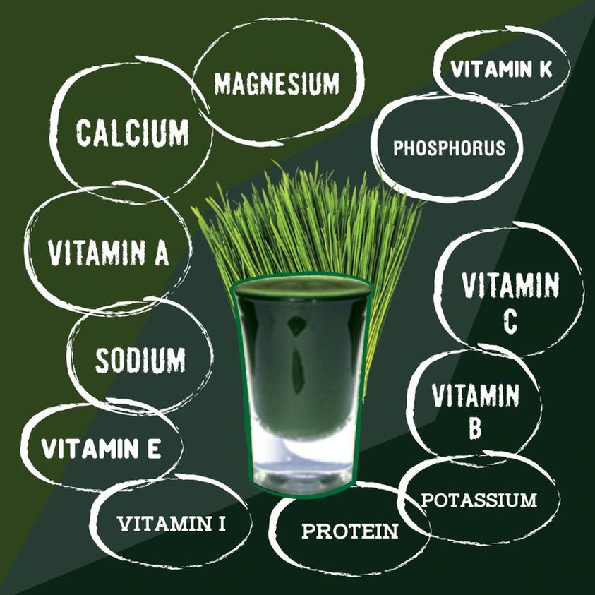 Hạt giống cỏ lúa mì Viethealthy 3kg