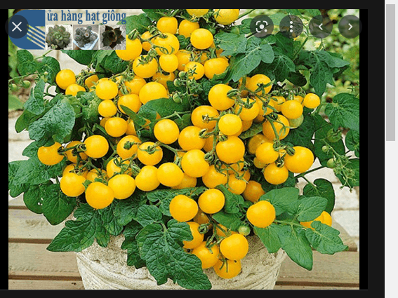 HẠT GIỐNG CÀ CHUA BI VÀNG LÙN