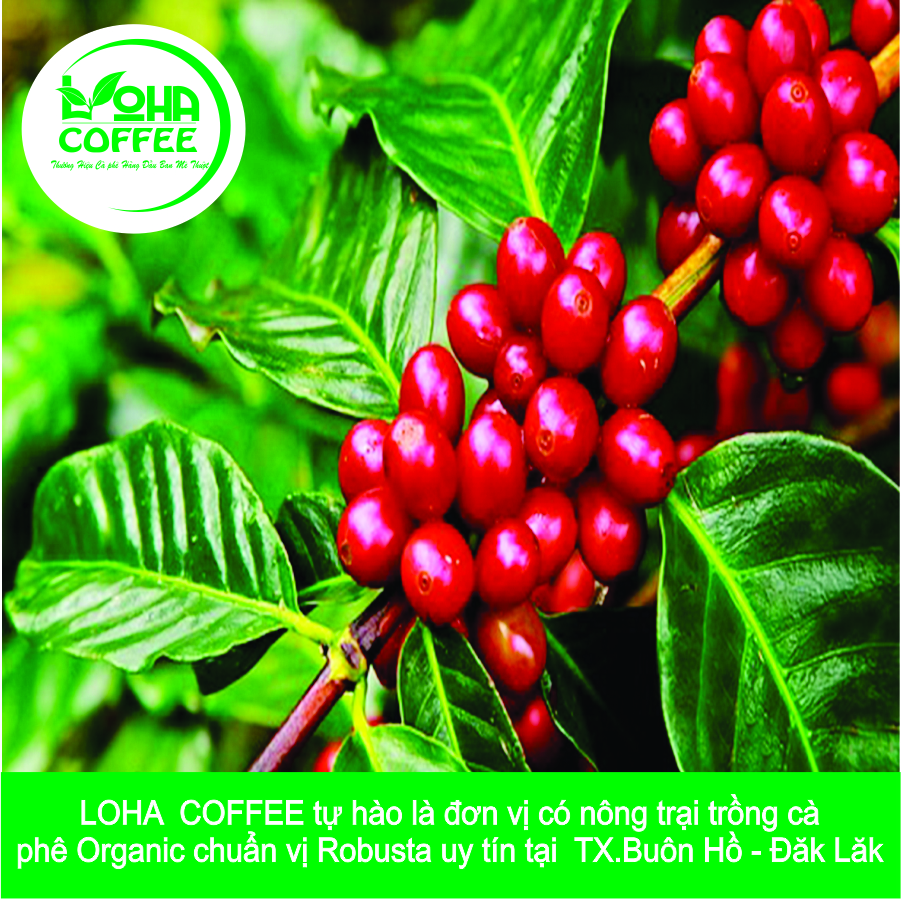 500gr Cà Phê Hạt Arabica Đà Lạt Rang Mộc Dạng Hạt Pha Máy -LOHA COFFEE