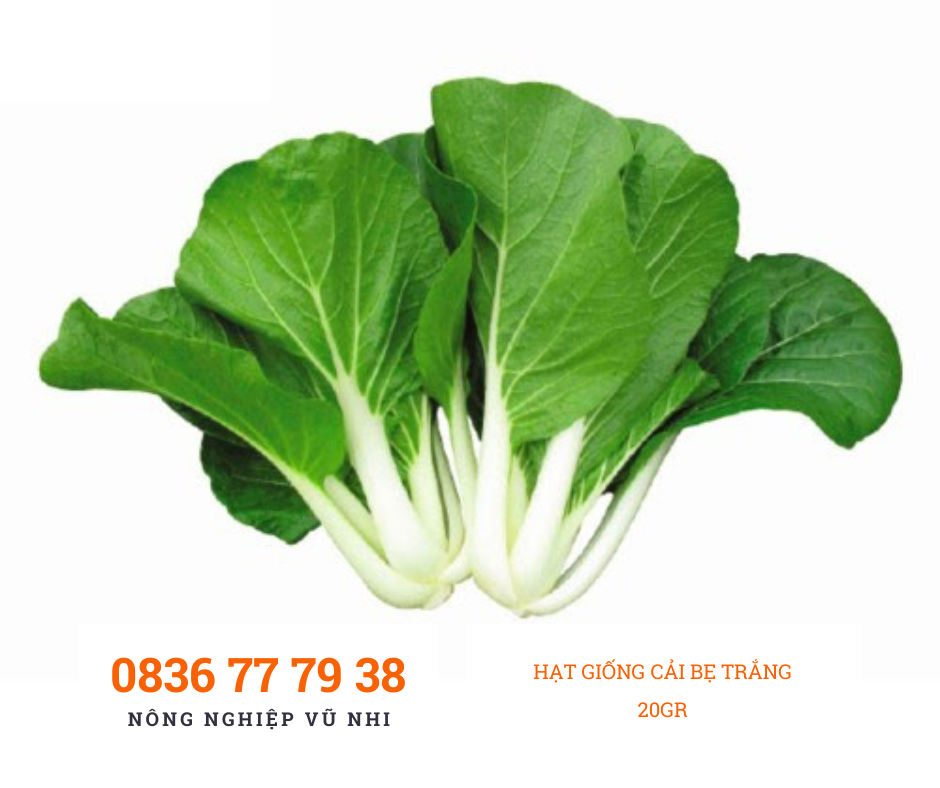 HẠT GIỐNG CẢI BẸ TRẮNG  20gr - hatgiong24h