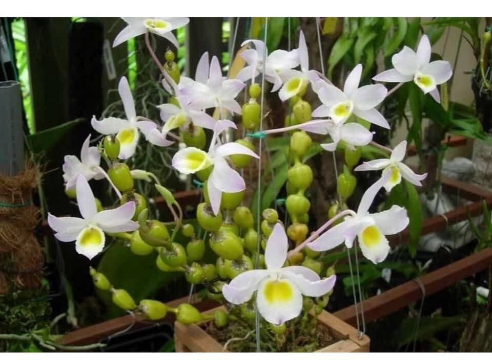 Hoa Lan  chuỗi ngọc(1 bó) qq