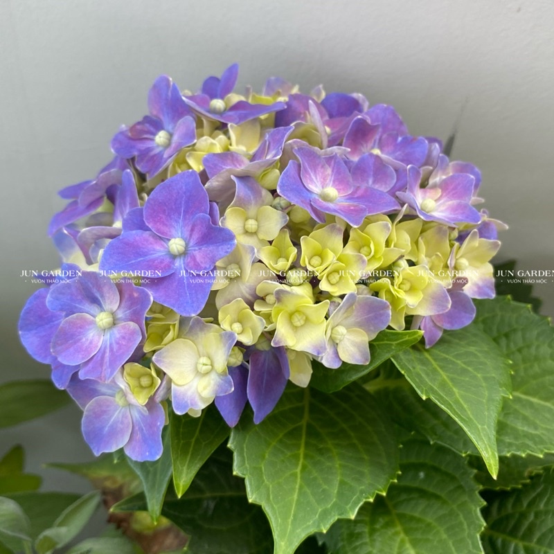 Cẩm Tú Cầu JUN GARDEN Đà Lạt Cây Khoẻ Dễ Sai Hoa