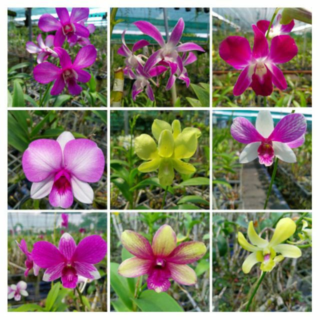 Combo 5 cây giống hoa lan Dendro Thái màu nắng dễ trồng siêng hoa giao màu ngẫu nhiên không lựa màu - denthai