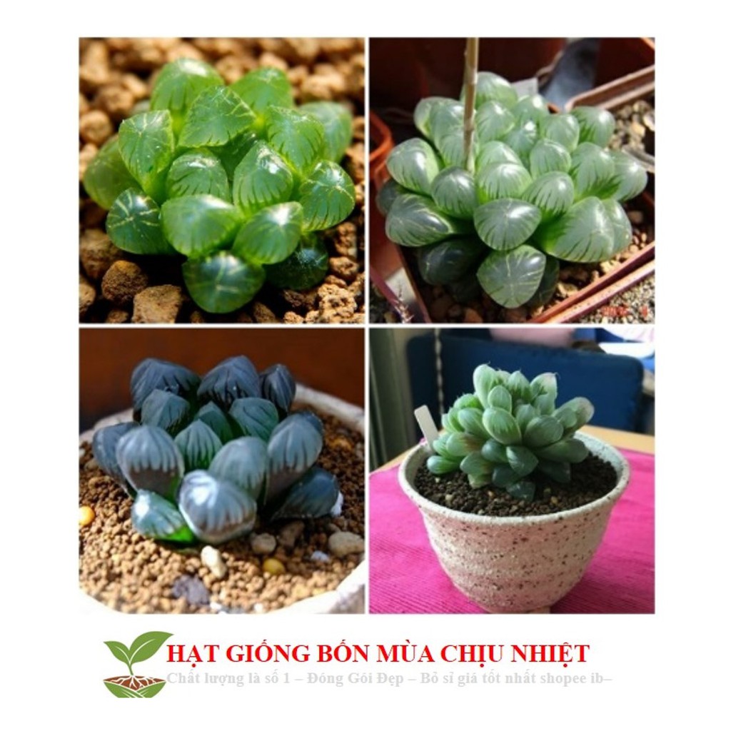 68A Hạt Giống Sen Đá Kim Cương (20 Hạt)