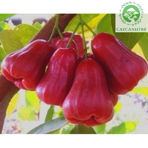 Cây roi đỏ - mận đỏ thái lan cao 1m (Ảnh thật số 2)