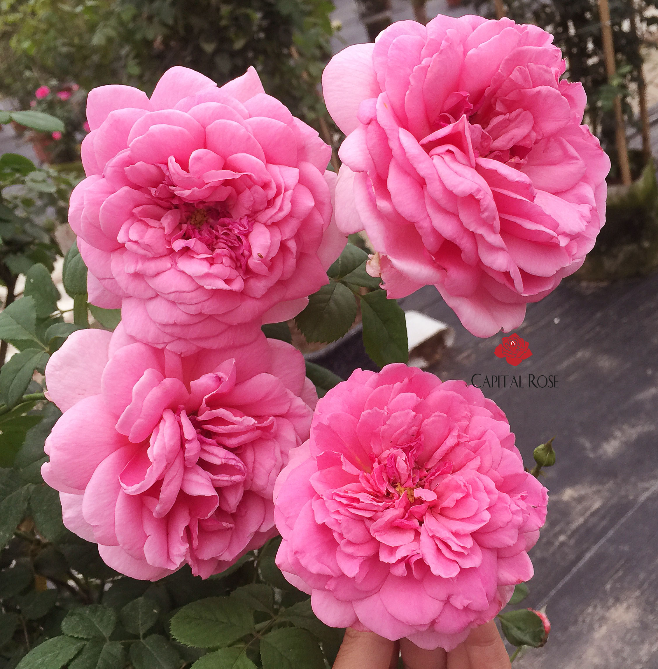 Hoa hồng Kent Rose cây hơn 2 năm tuổi - bầu to cây lớn trưởng thành