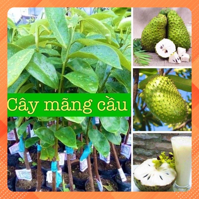 CÂY GIỐNG MÃNG CẦU XIÊM (tặng kèm phân bón lót)