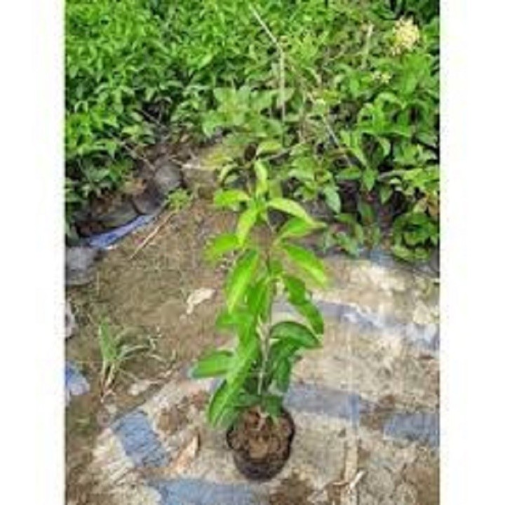 Cây giống hoa lan tỏi