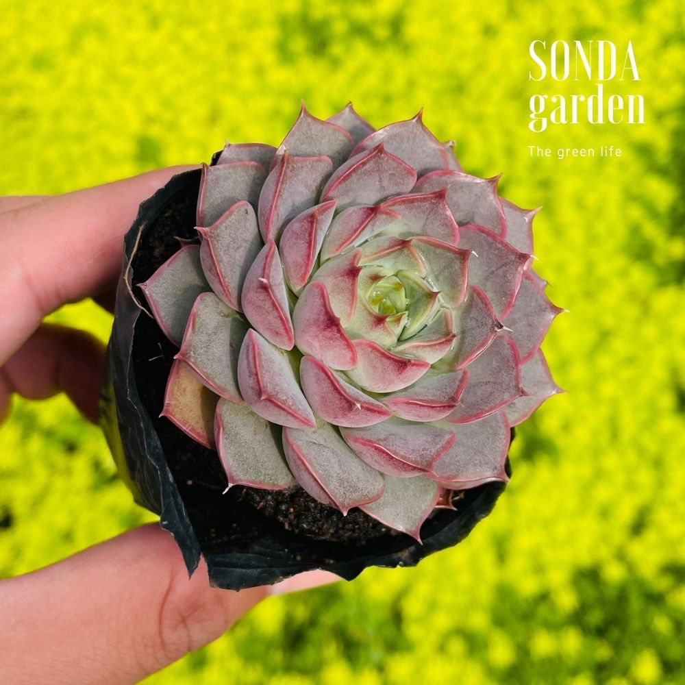 SEN ĐÁ HOA HỒNG ĐỎ SIZE BÉ KHỎE ĐẸP LỖI 1 ĐỔI 1