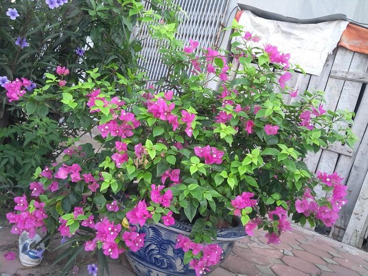 Hạt giống hoa giấy nhiều màu
