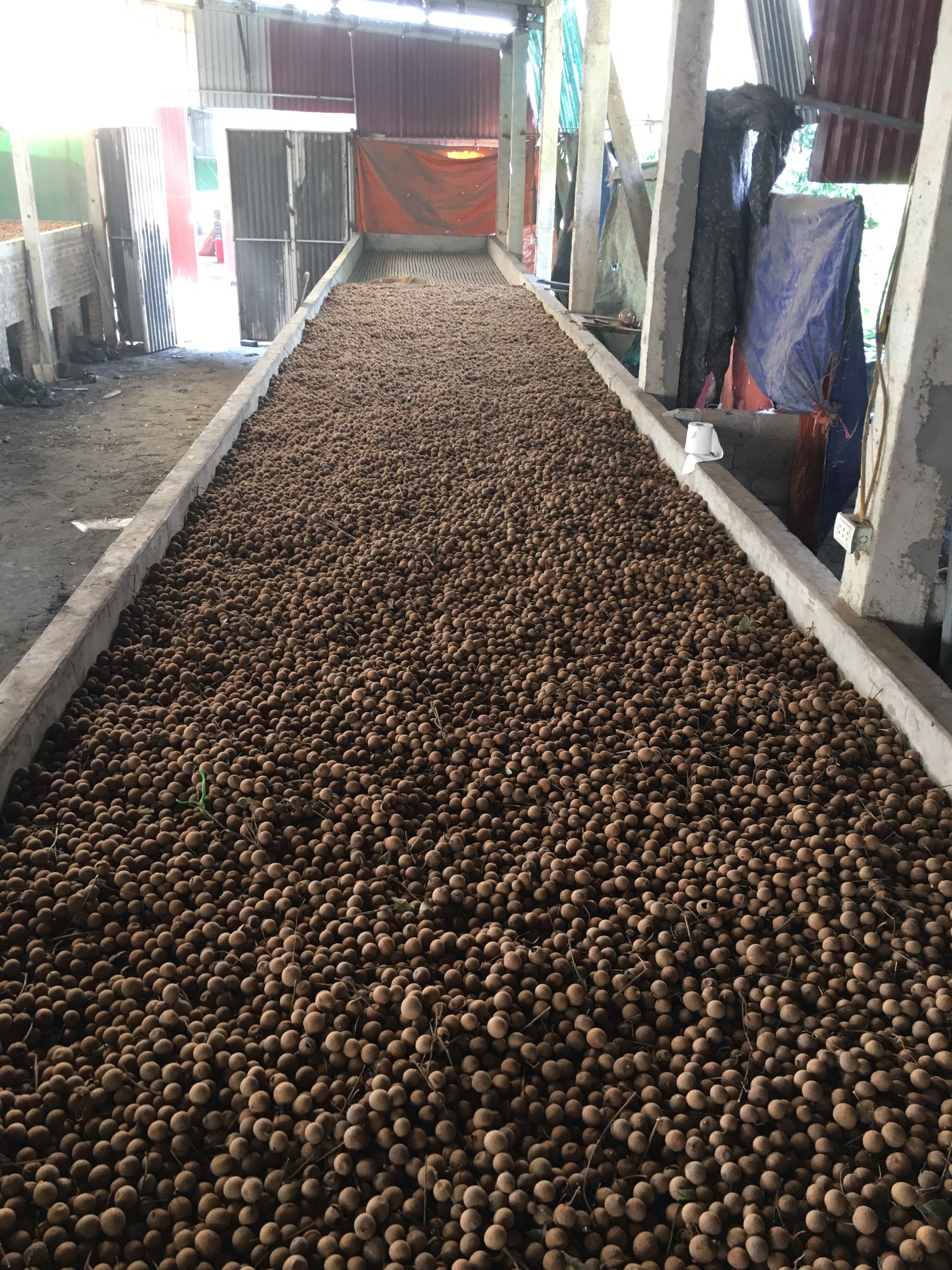 1KG Nhãn Sấy Khô Siêu Ngon ( Sỉ, Lẻ )