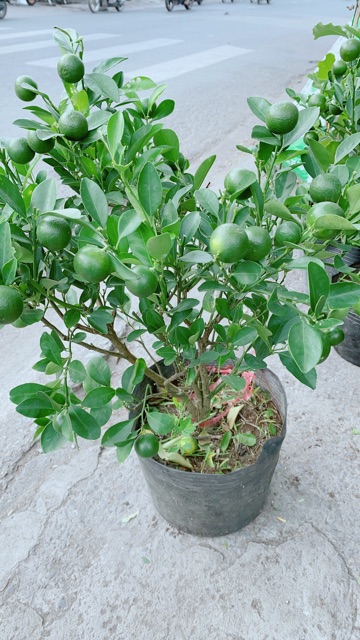 Cây Tắc Kiểng (Quất Kiểng)