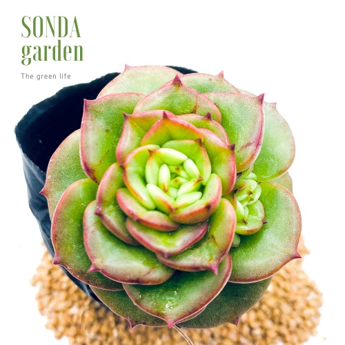 SEN ĐÁ NUZA SIZE BÉ SIÊU KHỎE ĐẸP LỖI 1 ĐỔI 1