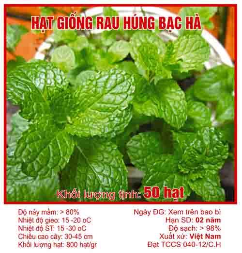 Hạt giống rau húng bạc hà