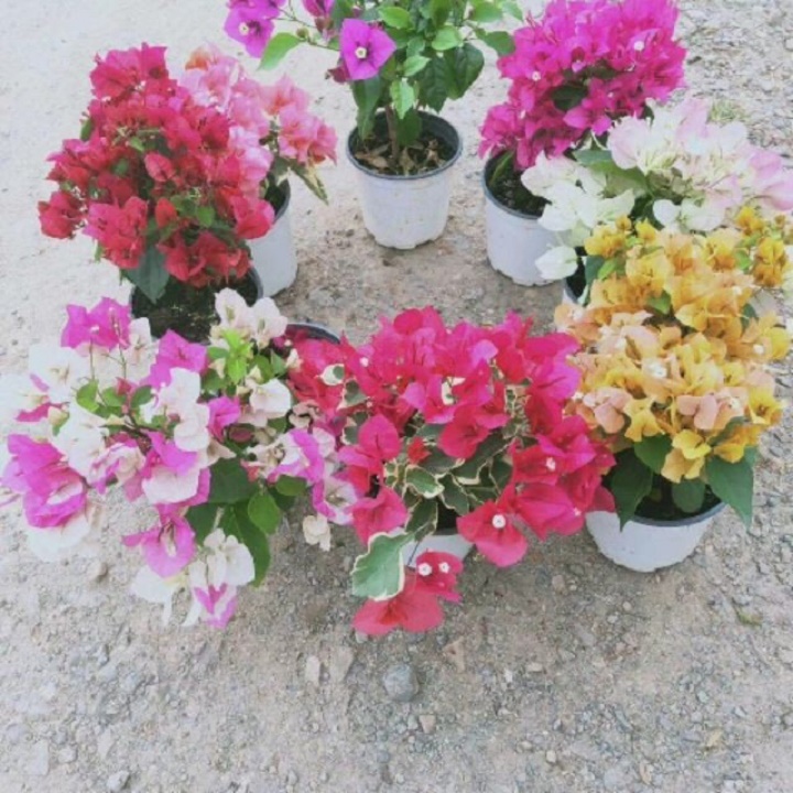 CHẬU HOA GIẤY ĐỦ MÀU, CHẬU HOA GIỐNG, GIÁ SIÊU RẺ
