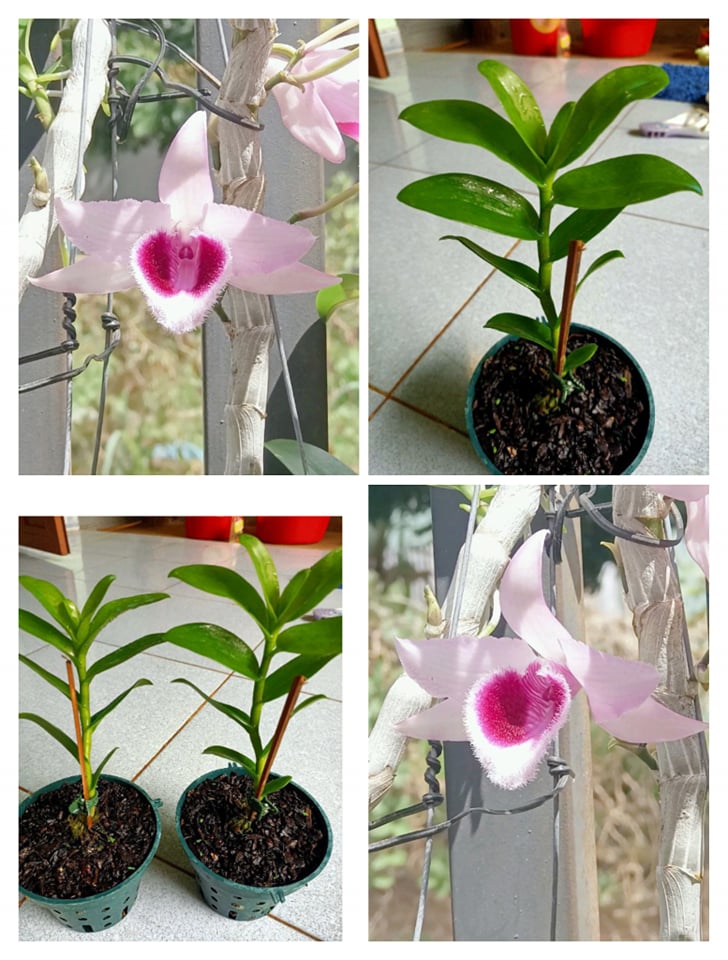 Cây giống Lan Giả Hạc Lưỡi Nhung