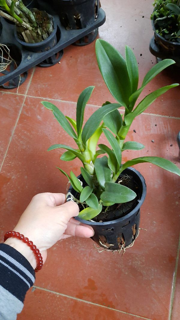 hoa phong lan denro nắng đột biến