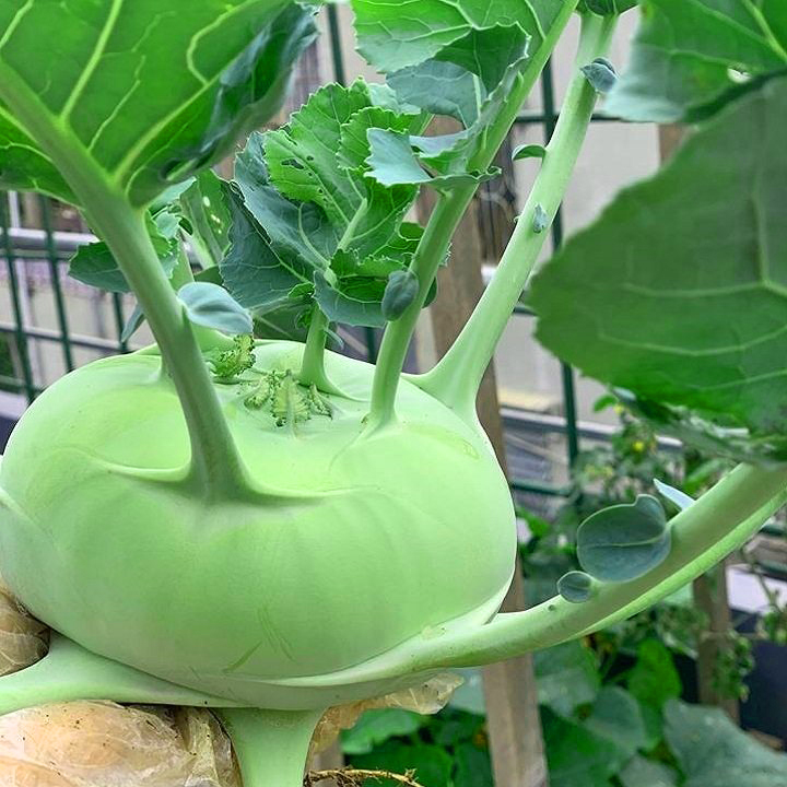 Hạt giống su hào gói 2g