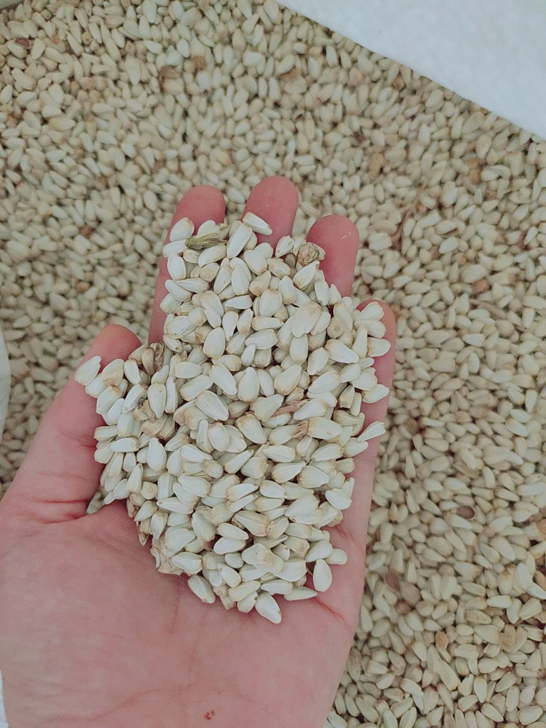 Hạt Kham - Thức ăn cho hamster, sóc, gặm nhấm,thú cưng (100GR)