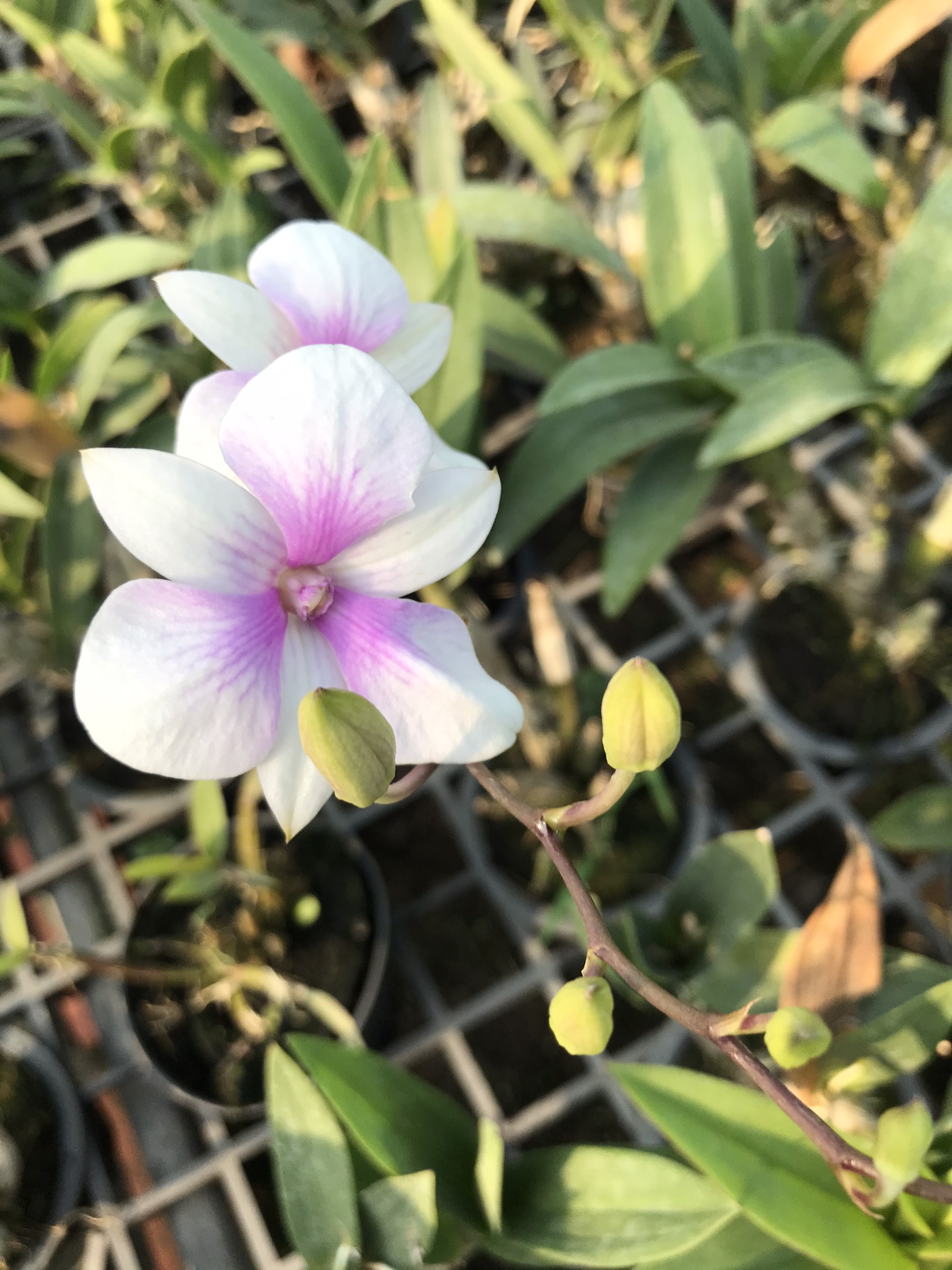 Combo 4cây giống mini yaya
