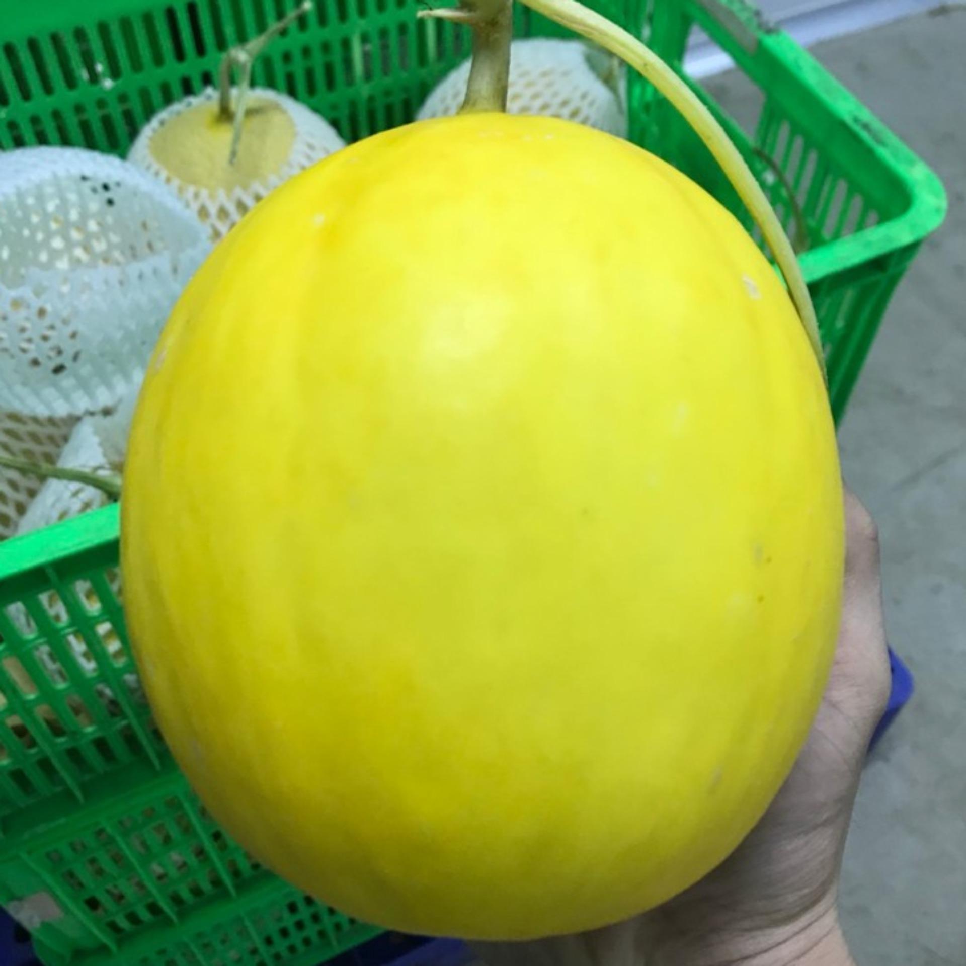 1g Hạt giống Dưa lê (tặng Kích nẩy mầm, Hướng dẫn ươm)