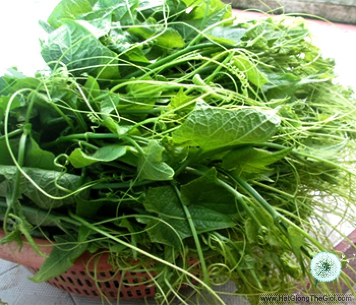 20GR - HẠT GIỐNG BÍ SIÊU NGỌN