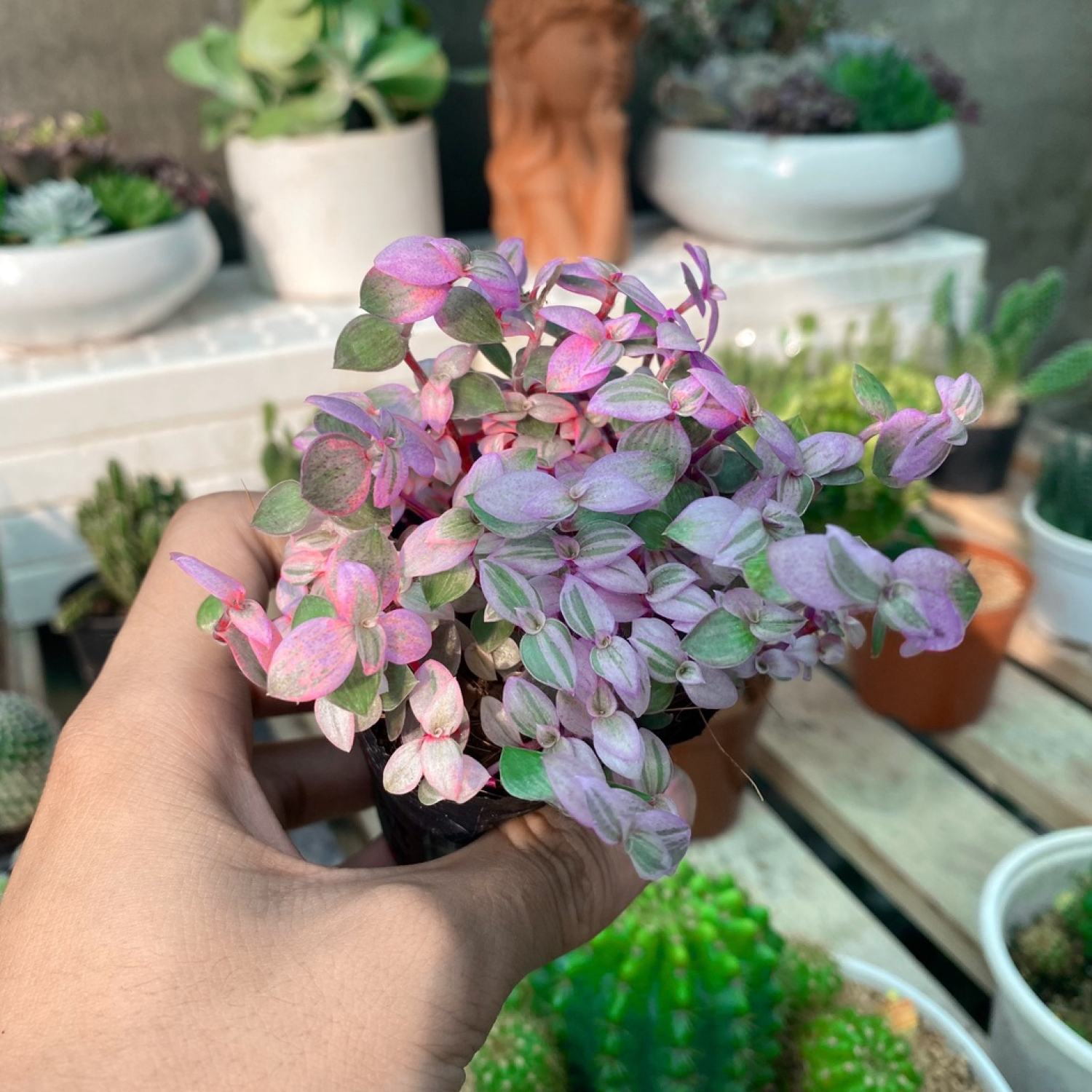 Sen đá size bầu Pink lady siêu đẹp. Ưa nước dễ chăm
