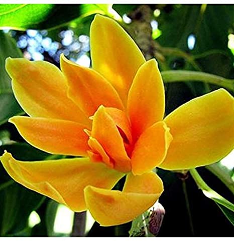 Cây ngọc lan, cây ngọc lan hoa vàng, thân cao 0,6 m trở lên, ngọc lan vàng sắp hoa hoặc đang nụ
