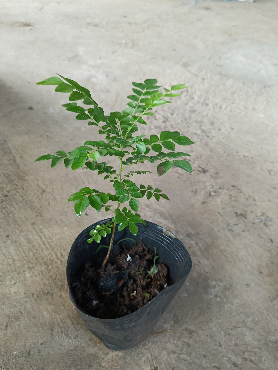 Cây giống gia vị cà ri - Curry, Murraya koenigii