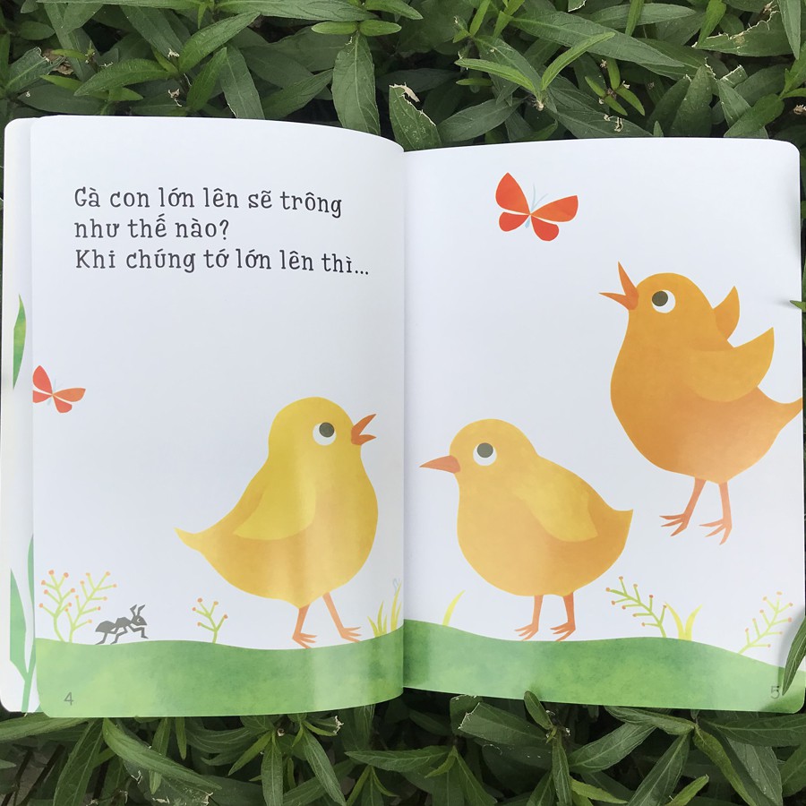 Ehon Accototo (0-6 tuổi) (Bộ 3 quyển)