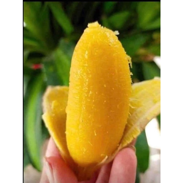 Cây giống chuối sáp nghệ cấy mô siêu sớm