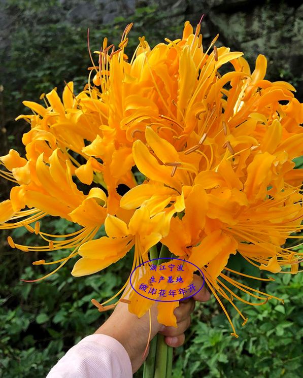 Củ giống hoa bỉ ngạn hoa màu CAM - ( 1 củ + 1 viên nén xơ dừa ươm củ )