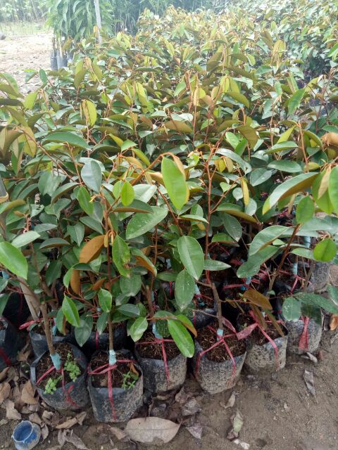 Cây giống vú sữa Lò Rèn