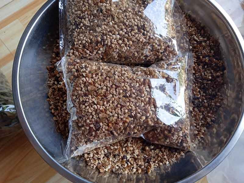 Hạt Giống Cây Xạ Đen - ( Cây dược liêu ) - gói 50 hạt