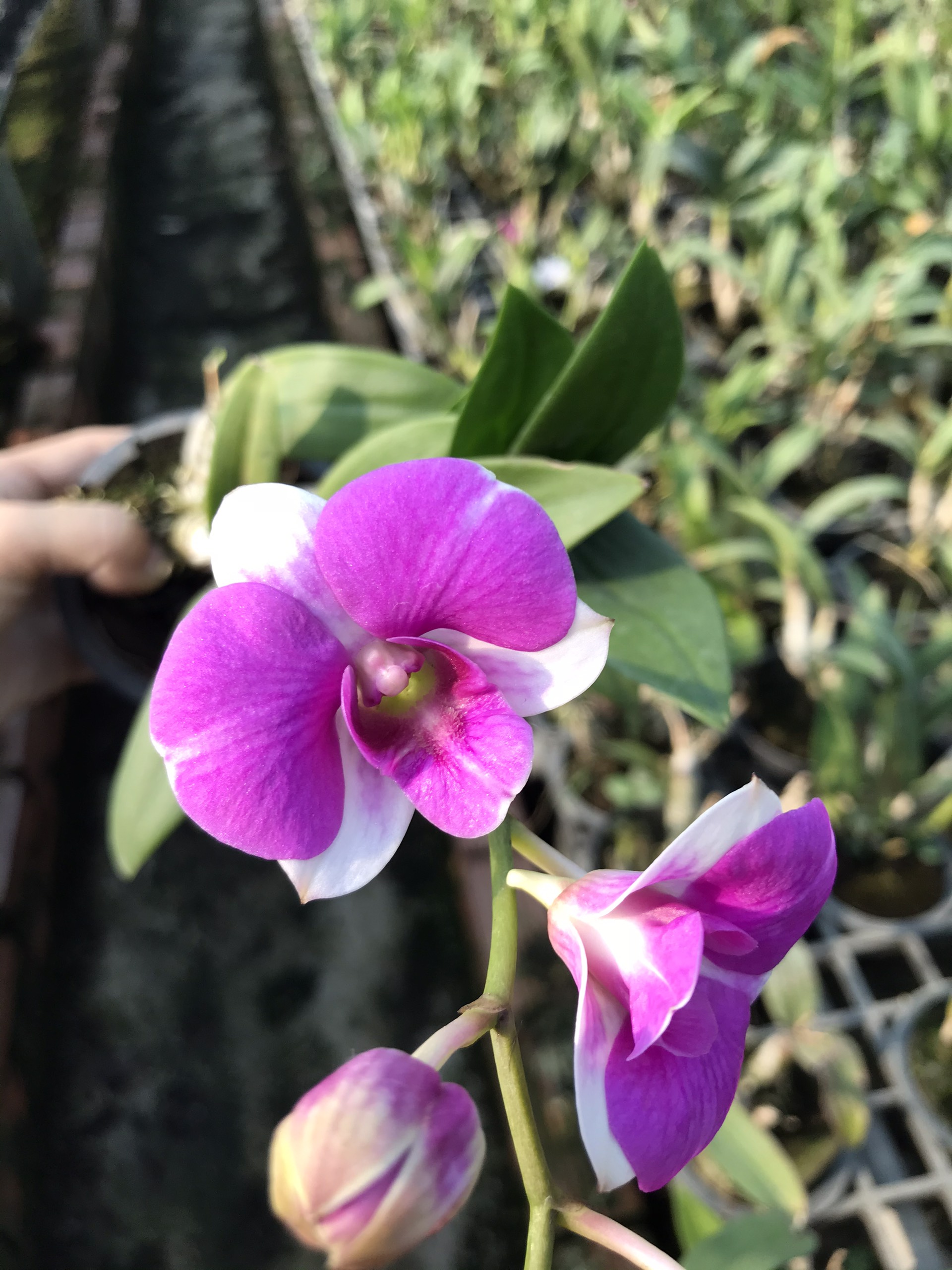 Combo 4cây giống mini yaya