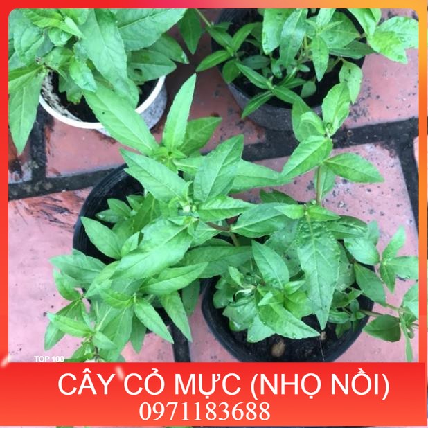Cây cỏ mực/cây nhọ nồi nhà vườn trồng