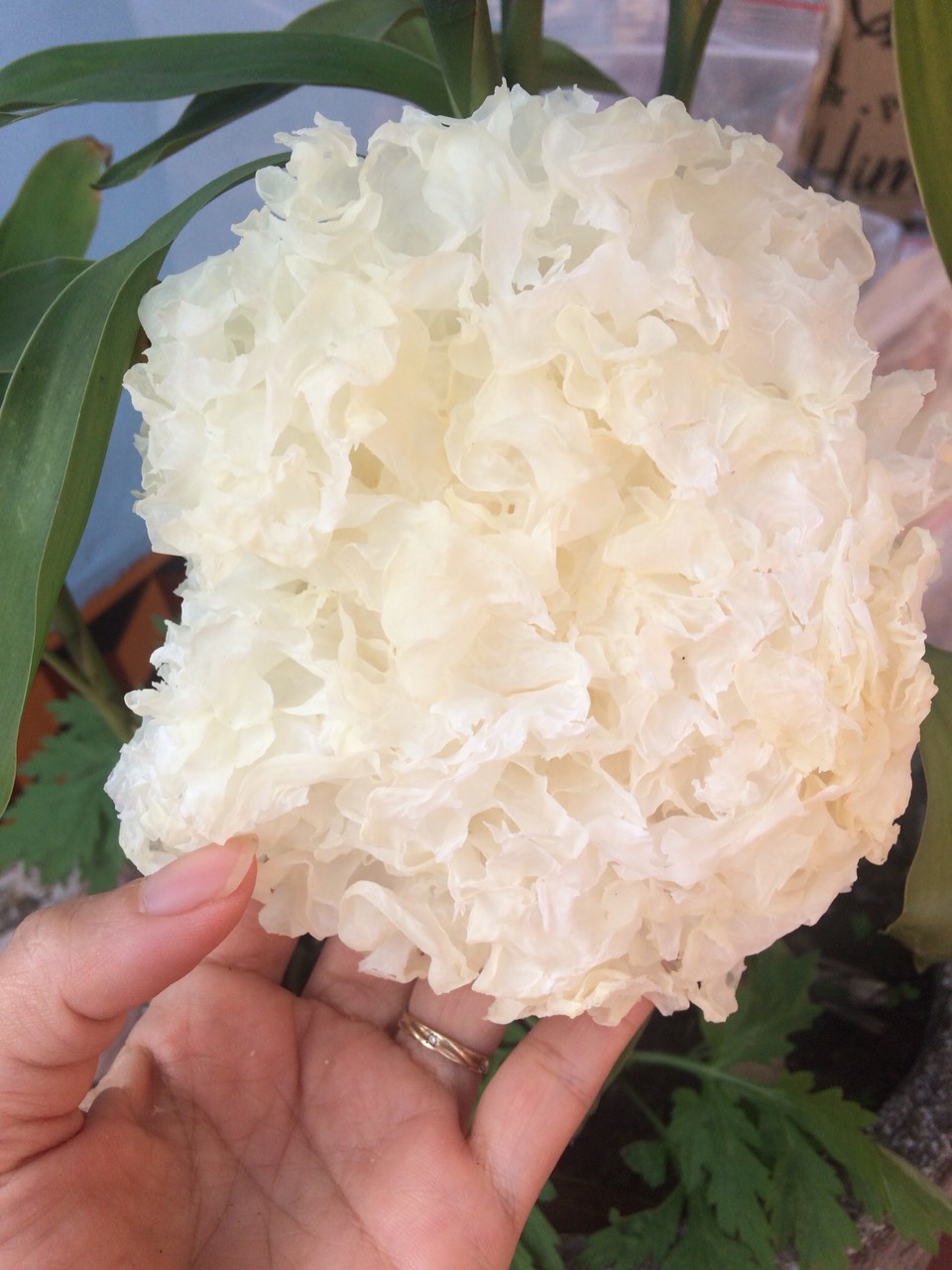 1kg nấm tuyết trắng (ngân nhĩ)