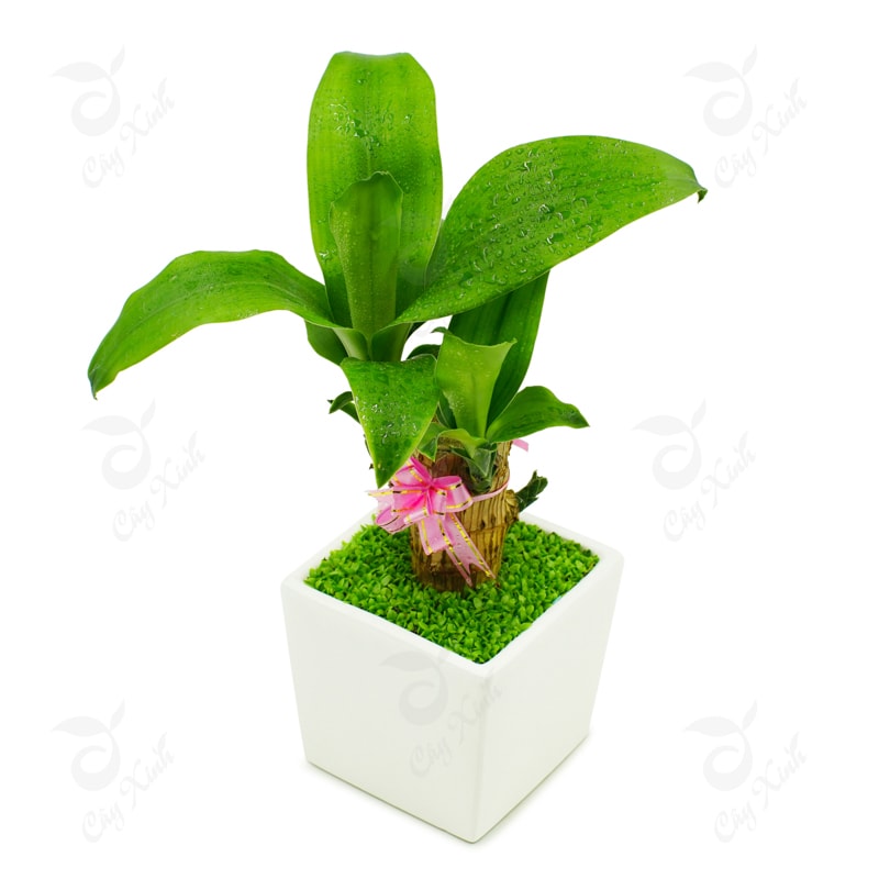 tiểu cảnh thiết mộc lan size lớn ( cây giống k kèm chậu)