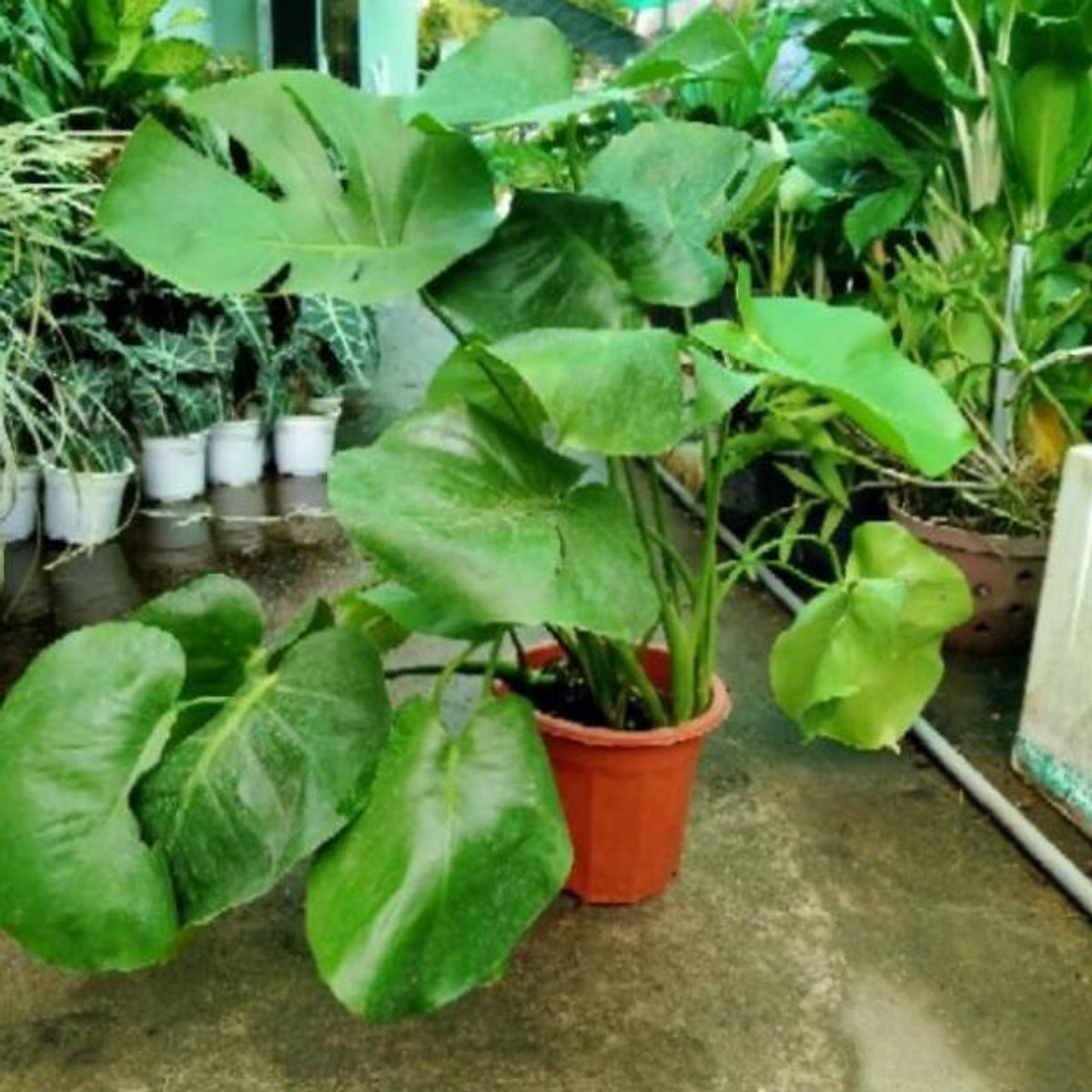 Trầu bà lá xẻ tặng 2 cây chè xanh