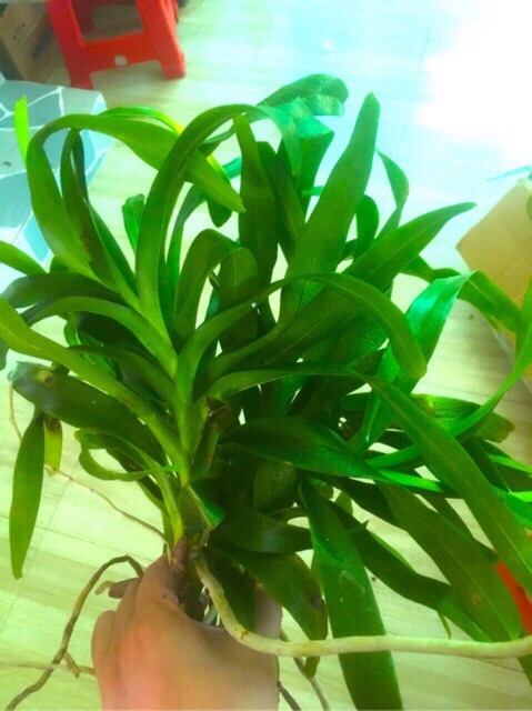 Quế lan hương