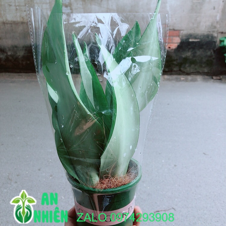 Cây lưỡi hổ bạc
